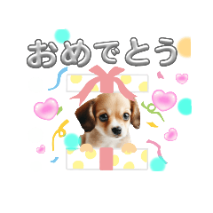 [LINEスタンプ] ※わんこ日常会話※