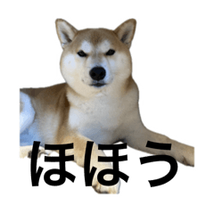 [LINEスタンプ] 使える柴犬フミさん5