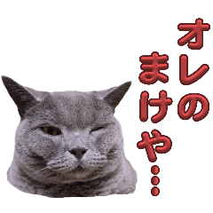 [LINEスタンプ] 猫の日常に使えちゃうスタンプ