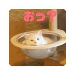 [LINEスタンプ] 動く！オス猫！Nike/ニケ