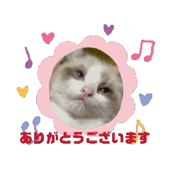 [LINEスタンプ] わが家の猫動くスタンプ