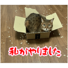 [LINEスタンプ] ベンガル猫 あんなの日常