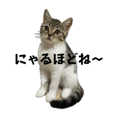 [LINEスタンプ] ジジ・まめ・みちくん