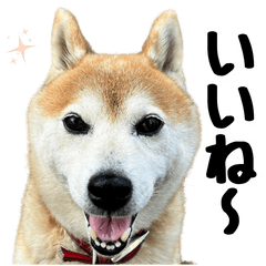 [LINEスタンプ] 柴犬さくらさん【日常会話編1】