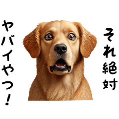 [LINEスタンプ] 犬のゴールデンレトリバーのスタンプです。