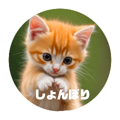 [LINEスタンプ] ももりんこ にゃんこスタンプ