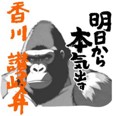 [LINEスタンプ] 迫力ゴリラ 高知 讃岐弁