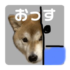 [LINEスタンプ] 使える柴犬フミさん6