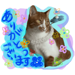 [LINEスタンプ] ねこちゃんず3！₍⸍⸌̣ʷ̣̫⸍̣⸌₎