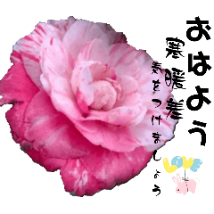 [LINEスタンプ] I LOVE椿カメリアのご挨拶