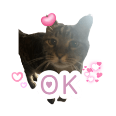 [LINEスタンプ] 猫のちびちゃんとめめごん