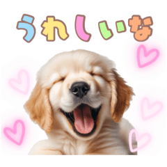 [LINEスタンプ] ゴールデンレトリバー子犬スタンプ