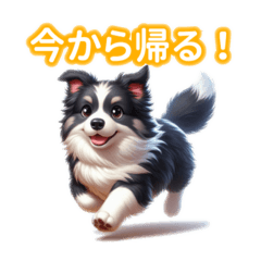 [LINEスタンプ] とにかくかわいい ボーダーコリー