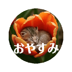 [LINEスタンプ] ももりんこ 動くにゃんこスタンプ2