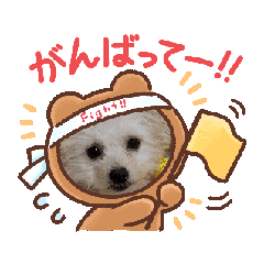 [LINEスタンプ] チワプーのみるたん