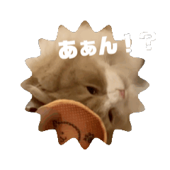 [LINEスタンプ] 怠惰ネコ むぎ丸。