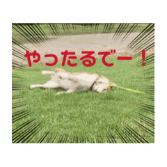 [LINEスタンプ] 動く使える柴犬フミさん