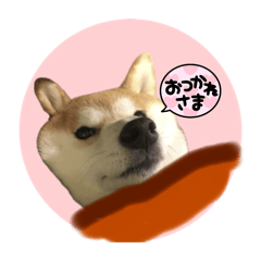 [LINEスタンプ] 柴犬フミさんの生活