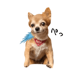 [LINEスタンプ] すさんだ犬と猫