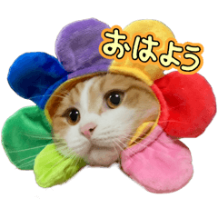 [LINEスタンプ] バロンのスタンプ(ˆ. ̫.⸝⸝ˆ)