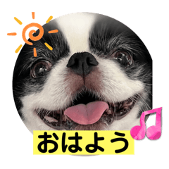 [LINEスタンプ] 狆 ココ4