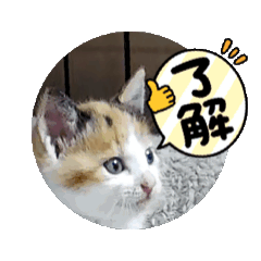 [LINEスタンプ] 動く！こねこ もみじ❤️