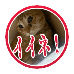 [LINEスタンプ] 猫背景ハンコ風挨拶