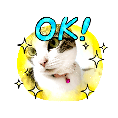 [LINEスタンプ] 憎まれねこ