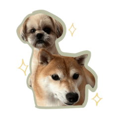 [LINEスタンプ] 茶々レオスタンプ(家族用)