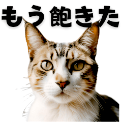 [LINEスタンプ] 本音で生きる猫スタンプ2