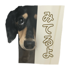 [LINEスタンプ] うちの特攻隊犬くうちゃん(ダックスフンド)