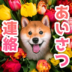 [LINEスタンプ] 柴犬のカワイイ♪あいさつ・連絡スタンプの画像（メイン）