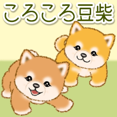 [LINEスタンプ] ころころ豆柴 毎日使うスタンプ