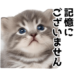 [LINEスタンプ] ゆったりしたあいづち★ミニにゃん