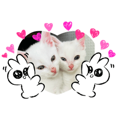 [LINEスタンプ] ♡おもちま♡