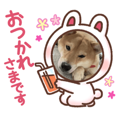 [LINEスタンプ] dog shibaken moka