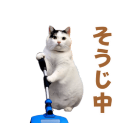 [LINEスタンプ] 動く！踊る猫ミーム！(パート20)