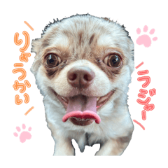 [LINEスタンプ] まいきーくん