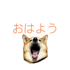 [LINEスタンプ] 今日のはち君 柴犬スタンプ