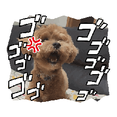 [LINEスタンプ] マルプーのふうやん【日常使い用】