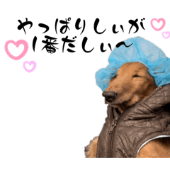 [LINEスタンプ] 卒業記念スタンプだしぃ
