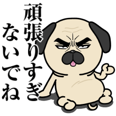 [LINEスタンプ] 目ヂカラ☆わんこ10【犬の日2024】