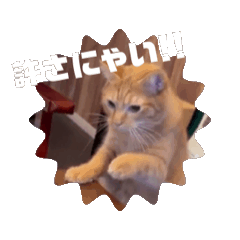 [LINEスタンプ] 勤勉ネコ ちゃちゃ丸。