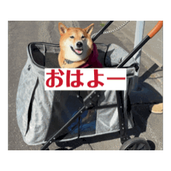 [LINEスタンプ] 今日のはち君 柴犬スタンプ