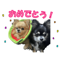 [LINEスタンプ] チワワの伊奈帆とムギちゃん