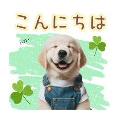 [LINEスタンプ] 可愛いゴールデン仔犬のサロペット（敬語）