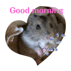 [LINEスタンプ] I am quite an optimistic hamster Suzy.