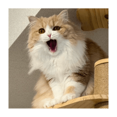 [LINEスタンプ] いとしのティア