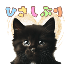 [LINEスタンプ] 黒猫の子猫スタンプ