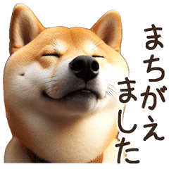 [LINEスタンプ] 柴犬【リアル03】結構つかえる敬語スタンプ